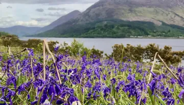 Bluebells on the shores of Loch leven