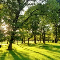 A tree covered path in the meadows